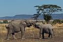 083 Tanzania, N-Serengeti, olifanten